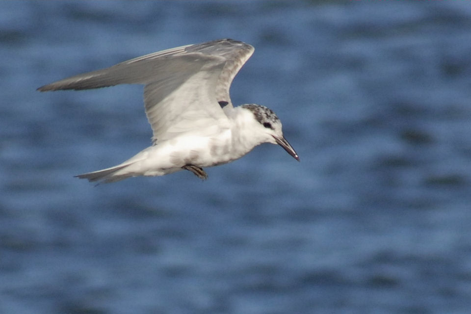 Whiskered Tern (Chlidonias hybridus)